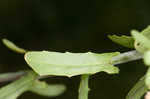 Roadside pennycress 